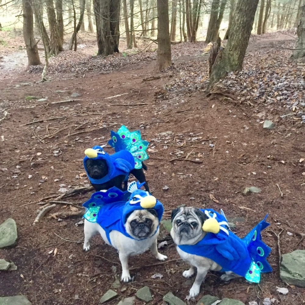 Dog Halloween costume Peacock